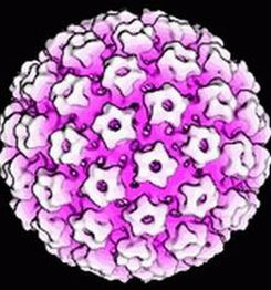 Papillomavírus szerkezete