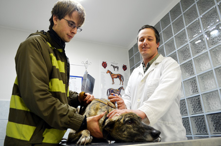 A képen Dr. Farkas Attila állatorvos látható és egy őshonos, ritka tigris csíkos magyar agár.