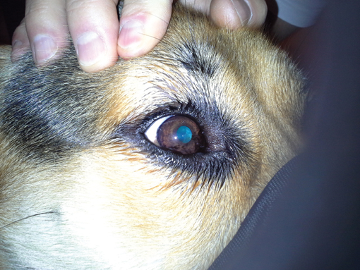 Rex szeme a kontrollvizsgálaton.