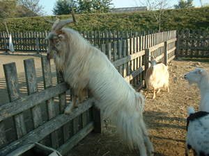 Kecskefarm r&eacute;szlet.jpg