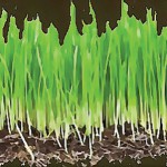 Búzafű illusztráció.