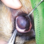 Rex szeme a műtétet megelőzően.