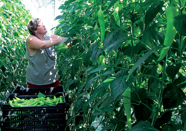 Paprikasz&uuml;ret_az &Aacute;rp&aacute;d_Agr&aacute;r_Zrt._&uuml;vegh&aacute;z&aacute;ban.jpg