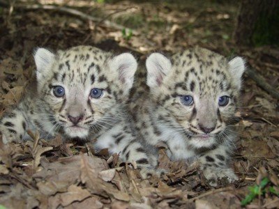 Hópárduc kölykök.jpg