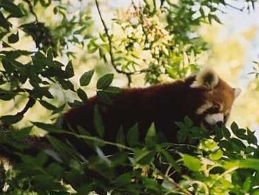 Kis panda a szegedi vadasparkban.jpg