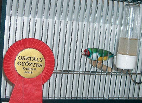 Osztálygyőztes-madár-a-karcagi-előselejtezőn