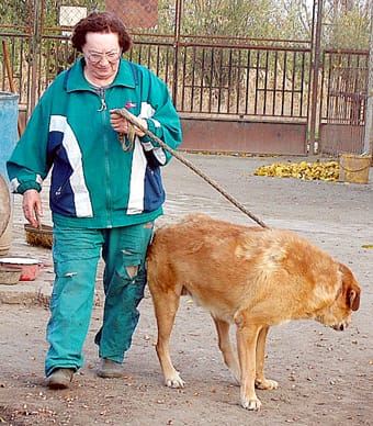 Sándor-Mária-szégyenlős-kedvencével
