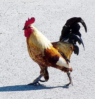 Gáláns tarkaság