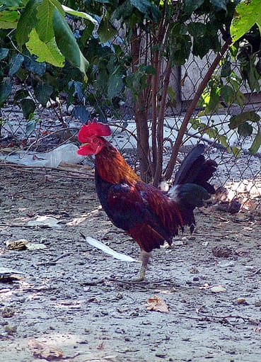Vöröske