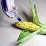 Illusztráció: Forrás: gmo_corn