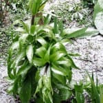2013.03.25. Vajon lesz-e majd a császárnak koronája?