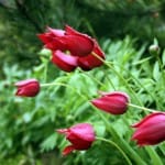Szentesi tulipánok.