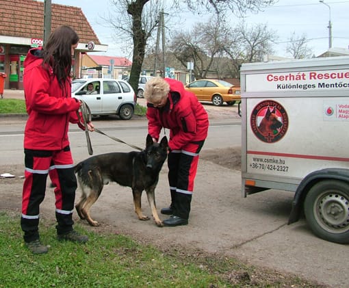 Lobó, a rendelő kis betege is újra városunkba érkezett, hogy a gyerekeknek megmutassa, mit tud.