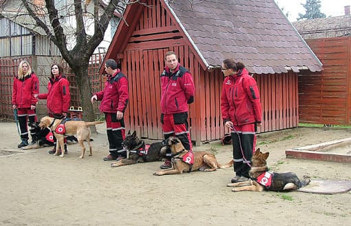 A kutyusok fegyelmezetten várják az utasításokat.
