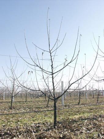 Almafa metszés előtt.