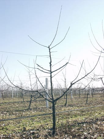 Almafa metszés után.