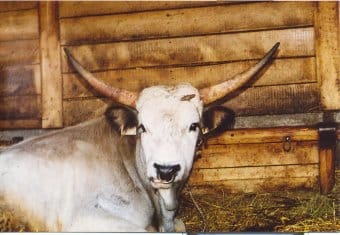 Bánfi_József_A_kiváncsi.jpg Bánfi_József_A_kiváncsi.jpg