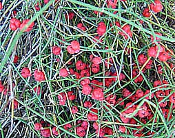 ephedra_distachya_csik&oacute;fark.jpg