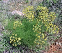 Foeniculum_vulgare.jpg Foeniculum_vulgare.jpg