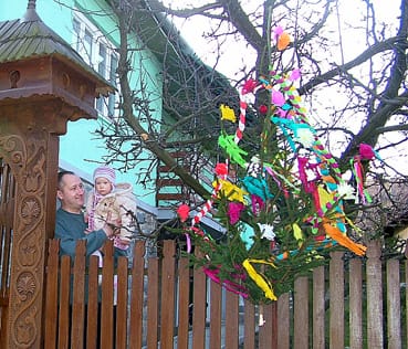 Csiki_D&oacute;ra_h&uacute;sv&eacute;ti_fenyője.jpg