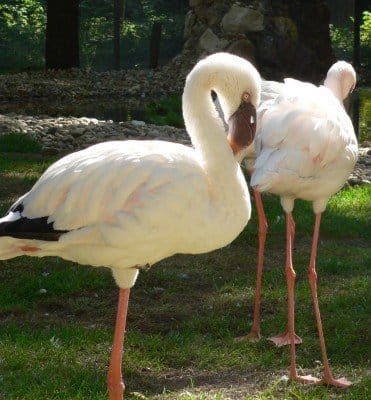 Flamingók.jpg
